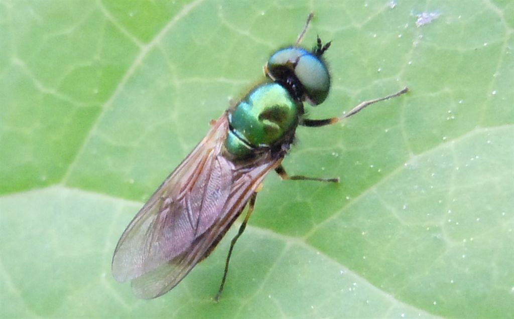Chloromyia formosa?